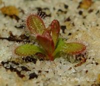 Drosera aberrans